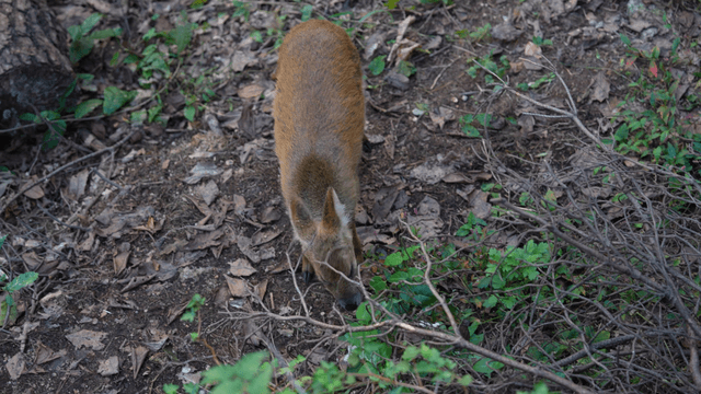 Cautious water deer grazing in a forest