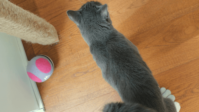 Gray cat rubbing against a person's leg indoors
