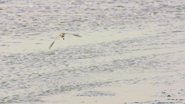 갯벌 물 위를 우아하게 나는 도요새