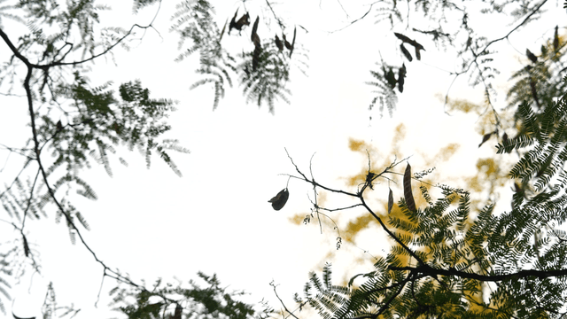 Branches and leaves against the sky