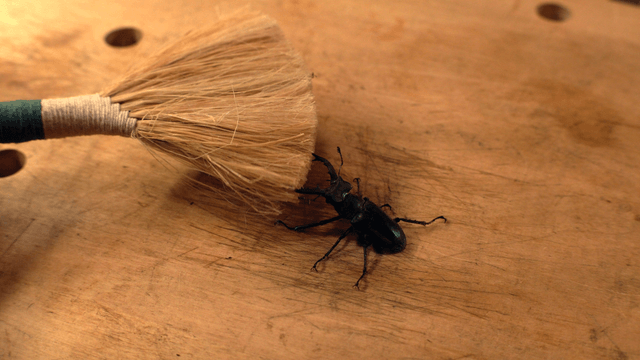 Stag beetle on a wooden surface with a brush