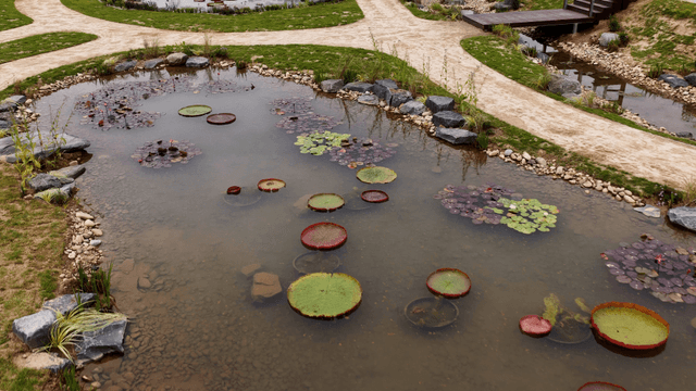 Small ponds with aquatic plants in a park