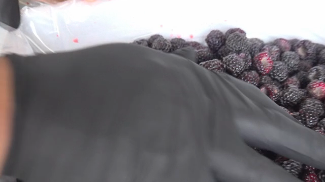 Sorting fresh black raspberries in a box
