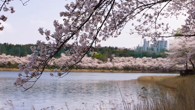 Cherry blossoms by a serene riverside