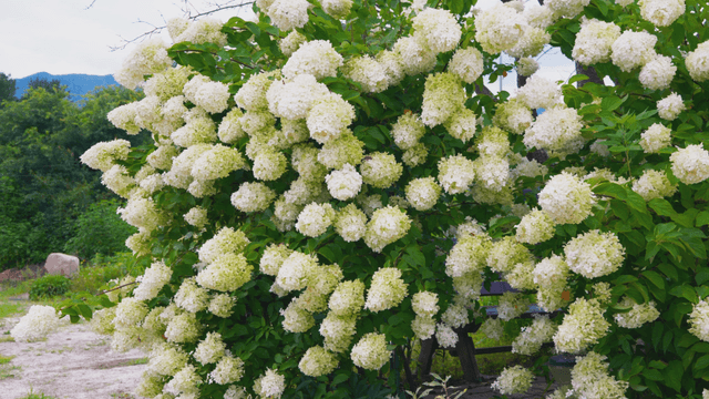 Blooming white hydrangea bushes