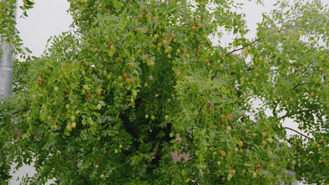 Tree laden with abundant fruits