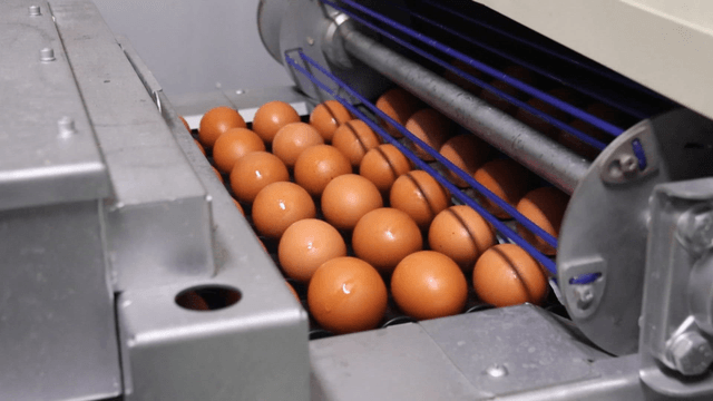 Eggs processed on factory conveyor belt