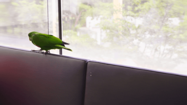 Green parrot walking on a window-side sofa