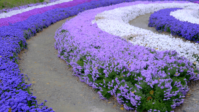 Curving bands of white and purple forming a summer flower path