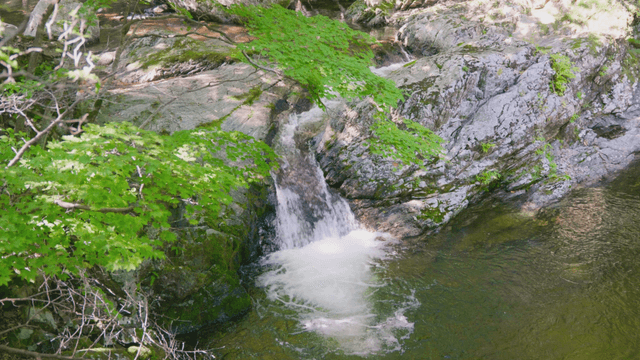 Small waterfall beneath trees in the forest