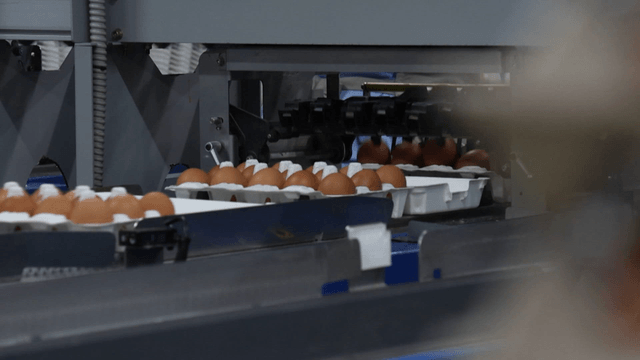 Eggs placed into cartons by machine in factory