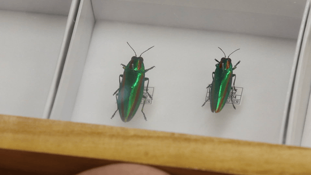 상자에 전시된 초록 딱정벌레 박제 표본