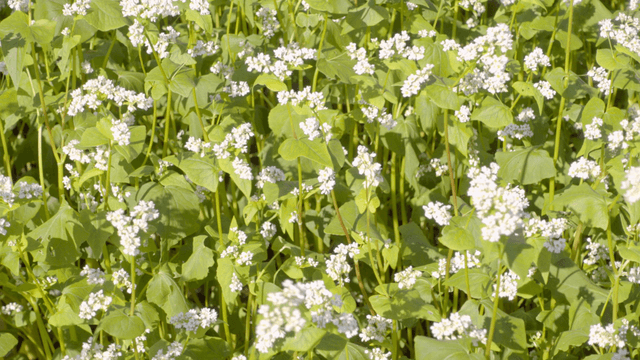 햇빛에 물든 메밀꽃밭 풍경