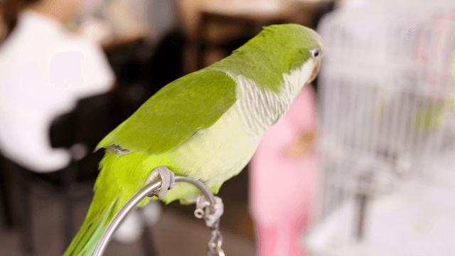 Green parrot resting in a parrot cafe