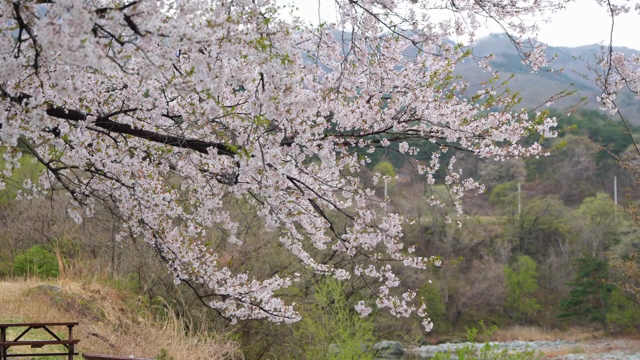 Cherry blossoms in full bloom in spring