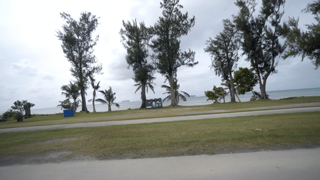 Driving coastal park with trees and ocean view