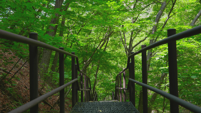 Green trees along the mountain trail