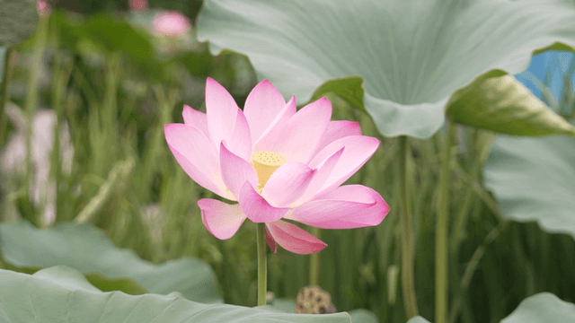 Light pink lotus blooming in lush garden