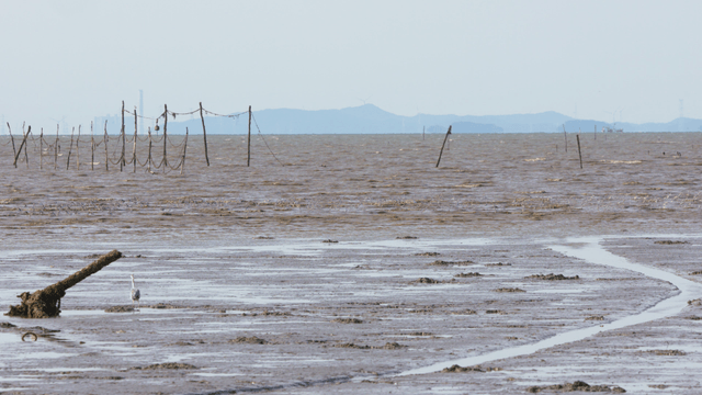 수많은 새들이 날아다니는 갯벌 해안