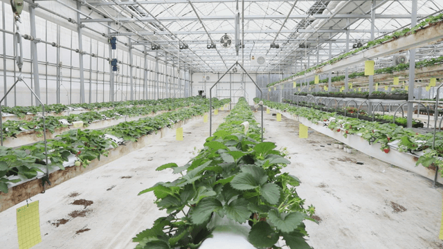 Rows of plants growing in a greenhouse
