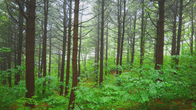 Dense forest with tall trees on a rainy day