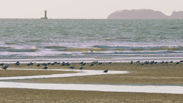 Sandpipers resting on sandy beach