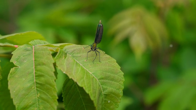 A beautiful demoiselle perched on a green leaf