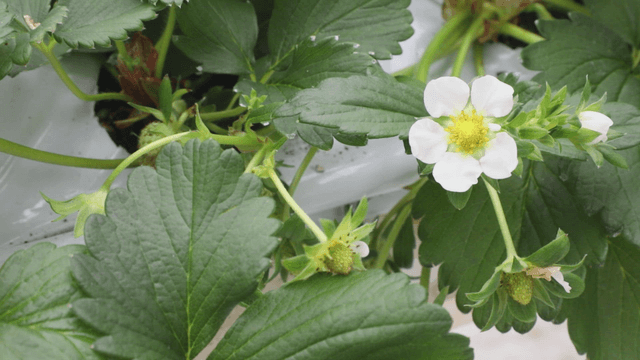 Strawberry plant with white flowers