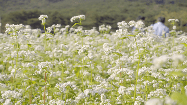 배경에 사람들이 있는 하얀 꽃밭