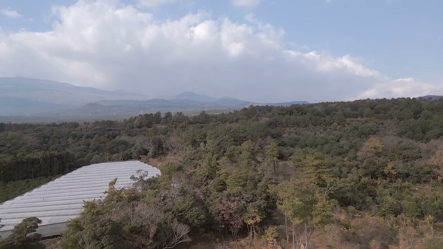 A vast forest with distant mountains