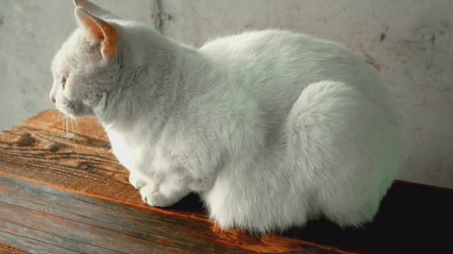 나무 벤치에 쉬고 있는 흰 고양이