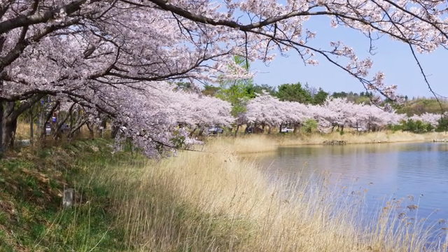 Cherry blossoms by a serene lakeside