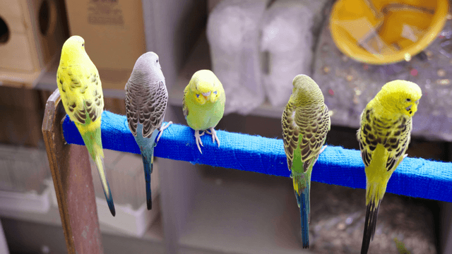 Colorful parrots gathered on a perch
