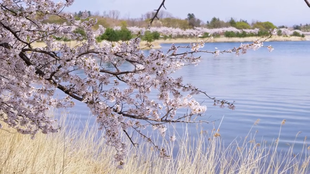 Cherry blossoms by a tranquil lake