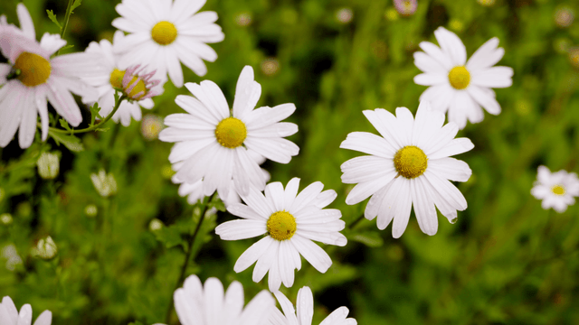 White daisies with dew in a green field