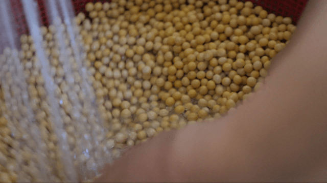 Hands washing soybeans under running water