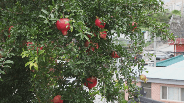Pomegranate tree with ripe fruits