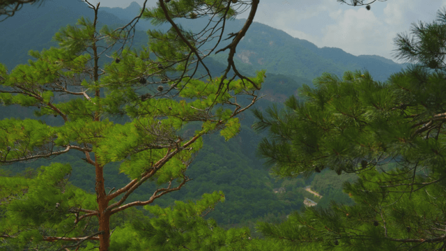 Green pine needles swaying in the wind