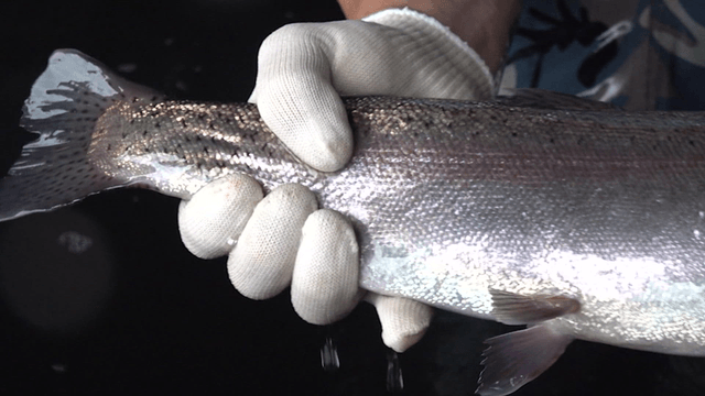 Lively trout held in gloved hand