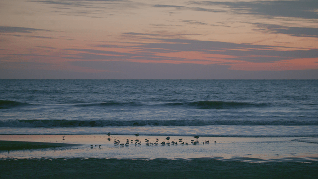 Peaceful beach with birds at sunset