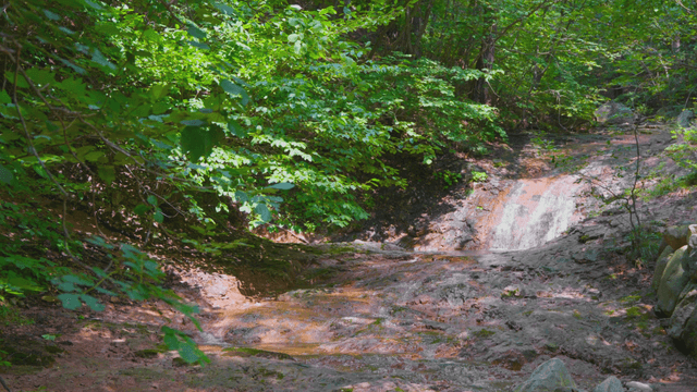 Small valley in dense forest
