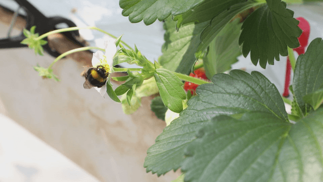 Bee pollinating a strawberry flower