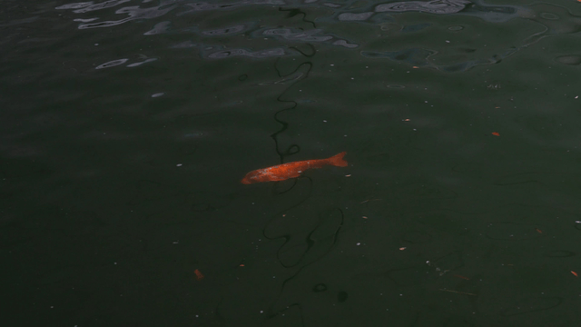 Koi fish swimming in a pond