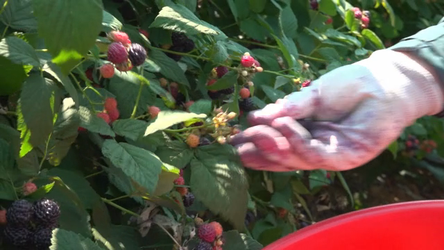 Picking ripe berries in a sunny garden