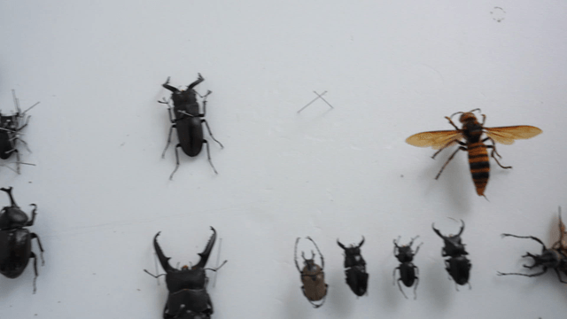 Insect specimen pinned on white board with tweezers