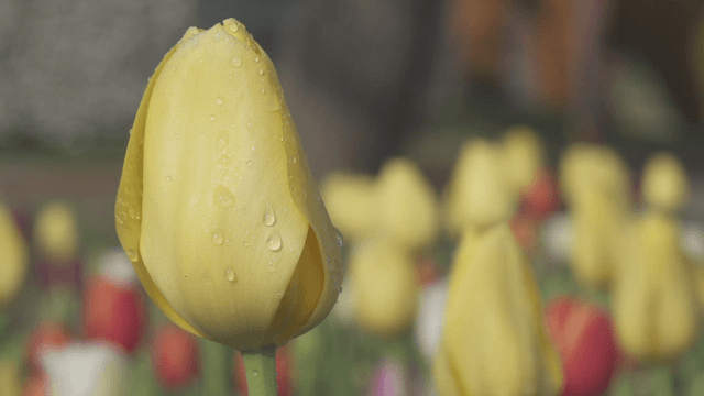 Dew-covered yellow tulips in a garden