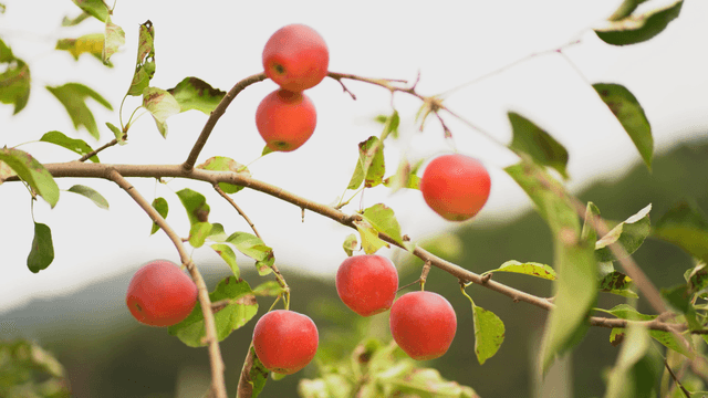 Red apple hanging from tree branch
