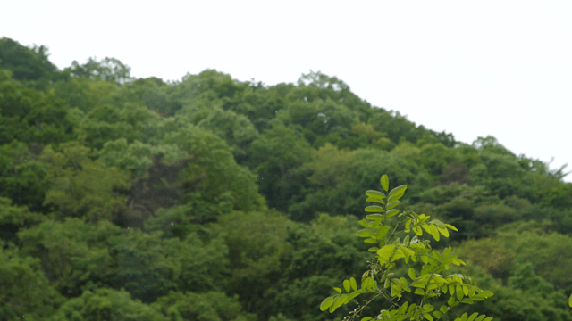 Lush green forest on a rainy day