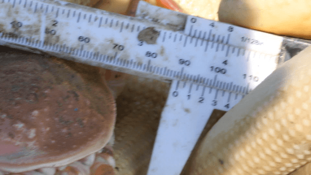 Crab Being Measured with Ruler