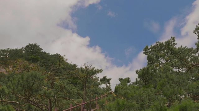 Lush green forest under clear sky